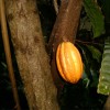 méduse-cacao4