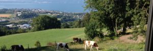 pixels22
