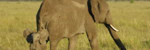 KenyaElephants0202