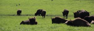 Bisons