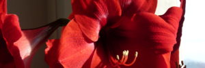 Denise-orchidée rouge