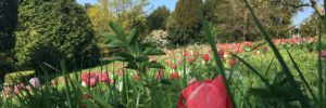 Fleurs-tulipesavril20