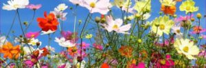 liloufleurs
