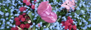 fleurstulipesmyosotis