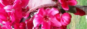 liloufleurs rouges