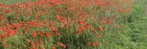 coquelicots