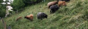 moufflons