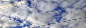 ciel-fil-oiseau-laurette