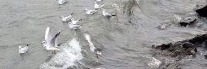 laurettemouettesdansl'eau