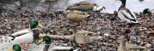 laurettecanards