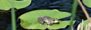 grenouille