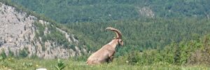 chamois-creuxduvan