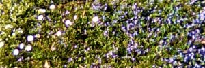 santoparcflorairechenebourgle printemps s'invite