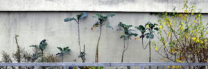 Potager-urbain-Laurette