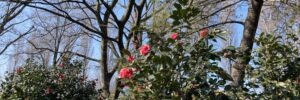 IMG_6756