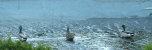 canards