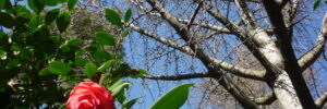 fleurslocarno3