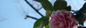 fleurslocarno4