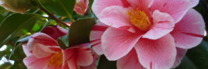 fleurslocarno