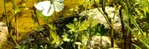 PapillonLiliane
