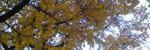 automnearbremicpic