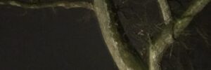 Image-1