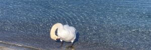 cygne