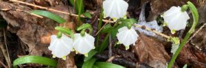 crocus