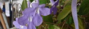 fleurmauve