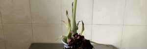 Nature-vraiment-morte-micpic4.24