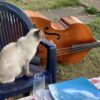 chat-violoncelle