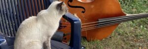 chat-violoncelle