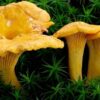 champignon-comestible-1024x576
