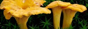 champignon-comestible-1024x576