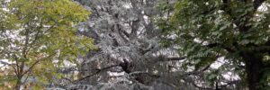 Arbres