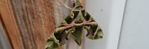 papillon de Sessa-20241006_140456