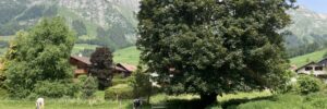 chevauxchateaudoex9juin25