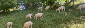 moutons.4.25