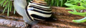 escargot