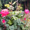 Roses du jardin