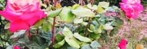 Roses du jardin