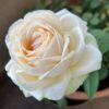 Rose2026micpic